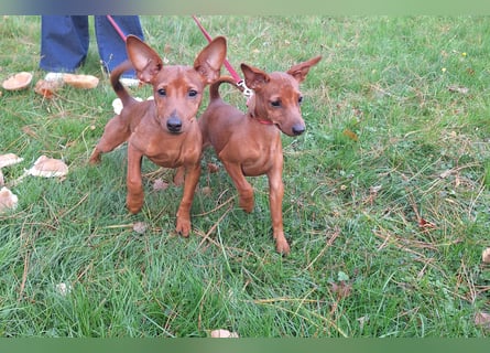 Reinrassige FCI (VDH)Zwergpinscherwelpen