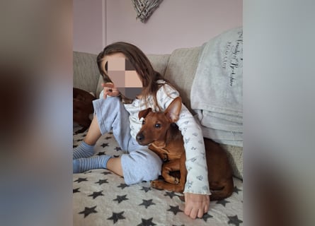 Reinrassige FCI (VDH)Zwergpinscherwelpen