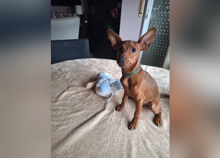 Reinrassige FCI (VDH)Zwergpinscherwelpen