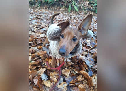 Reinrassige FCI (VDH)Zwergpinscherwelpen