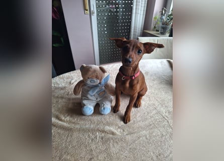 Edelzucht Zwergpinscherwelpen Weibchen such neues Zuhause