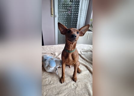 Reinrassige FCI (VDH)Zwergpinscherwelpen