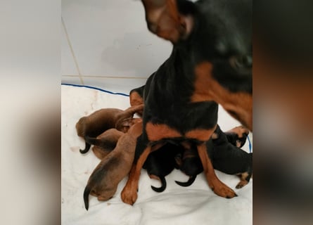 Reinrassige FCI (VDH)Zwergpinscherwelpen