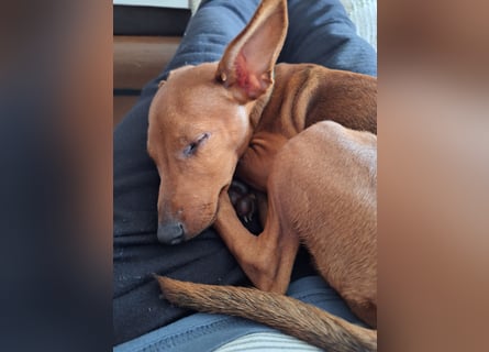 Reinrassige FCI (VDH)Zwergpinscherwelpen