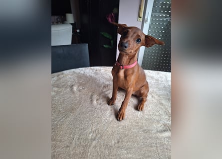 Edelzucht Zwergpinscherwelpen Weibchen such neues Zuhause