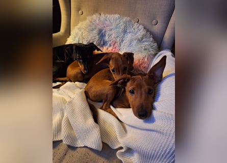 Reinrassige FCI (VDH)Zwergpinscherwelpen