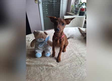 Edelzucht Zwergpinscherwelpen Weibchen such neues Zuhause