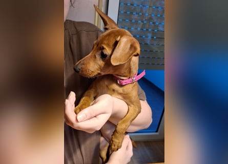 Reinrassige FCI (VDH)Zwergpinscherwelpen