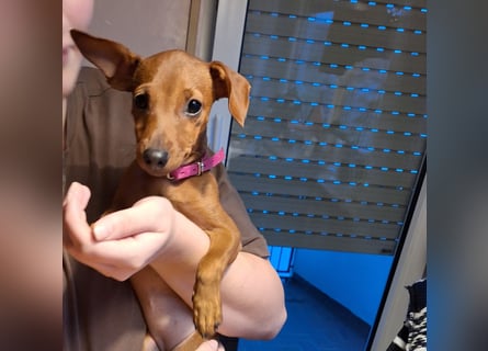 Edelzucht Zwergpinscherwelpen Weibchen such neues Zuhause