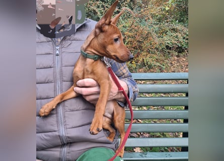 Reinrassige FCI (VDH)Zwergpinscherwelpen