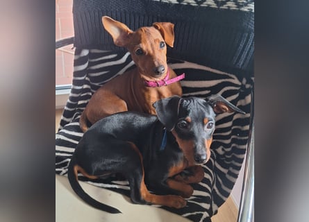 Reinrassige FCI (VDH)Zwergpinscherwelpen