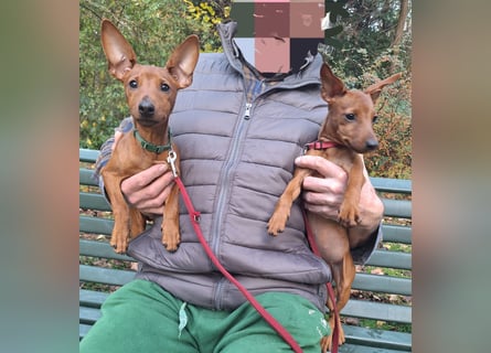 Reinrassige FCI (VDH)Zwergpinscherwelpen