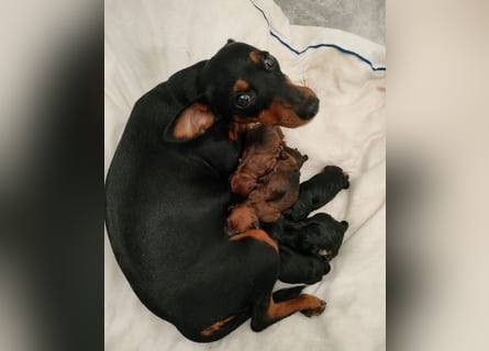 Edelzucht Zwergpinscherwelpen Weibchen such neues Zuhause