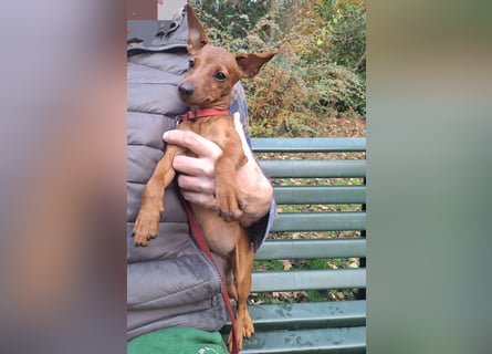 Edelzucht Zwergpinscherwelpen Weibchen such neues Zuhause