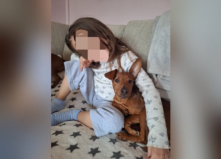 Reinrassige FCI (VDH)Zwergpinscherwelpen