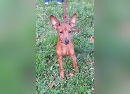 Reinrassige FCI (VDH)Zwergpinscherwelpen