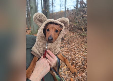 Reinrassige FCI (VDH)Zwergpinscherwelpen