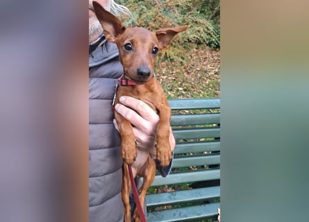 Edelzucht Zwergpinscherwelpen Weibchen such neues Zuhause