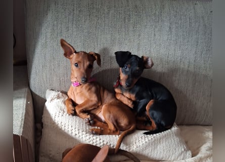 Reinrassige FCI (VDH)Zwergpinscherwelpen