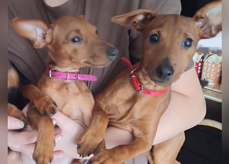 Reinrassige FCI (VDH)Zwergpinscherwelpen