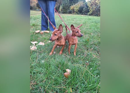 Reinrassige FCI (VDH)Zwergpinscherwelpen