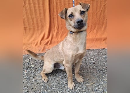 ❤️❤️❤️ SMILEY sucht unternehmungslustige Familie - 5 Jahre, 32cm/5kg - Pinscher-Mix
