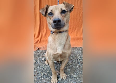 ❤️❤️❤️ SMILEY sucht unternehmungslustige Familie - 5 Jahre, 32cm/5kg - Pinscher-Mix