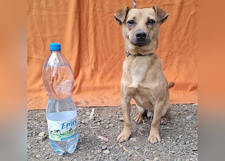 ❤️❤️❤️ SMILEY sucht unternehmungslustige Familie - 5 Jahre, 32cm/5kg - Pinscher-Mix