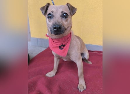❤️❤️❤️ SMILEY sucht unternehmungslustige Familie - 5 Jahre, 32cm/5kg - Pinscher-Mix