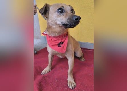 ❤️❤️❤️ SMILEY sucht unternehmungslustige Familie - 5 Jahre, 32cm/5kg - Pinscher-Mix