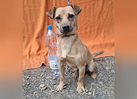 ❤️❤️❤️ SMILEY sucht unternehmungslustige Familie - 5 Jahre, 32cm/5kg - Pinscher-Mix