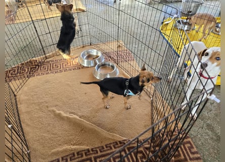 Roger: kleiner Mann in Not