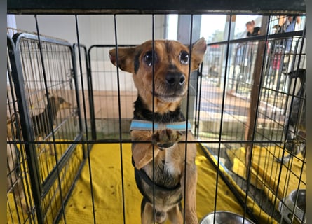 Roger: kleiner Mann in Not