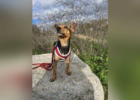 Roger: kleiner Mann in Not