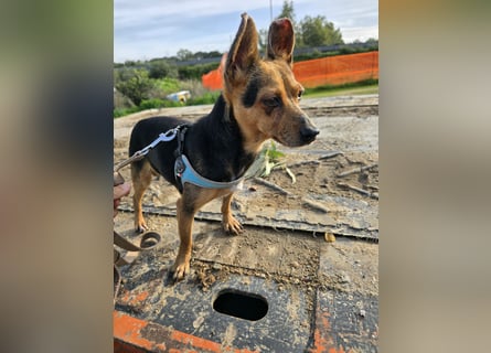 Roger: kleiner Mann in Not