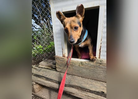 Roger: kleiner Mann in Not