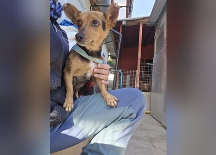 Roger: kleiner Mann in Not