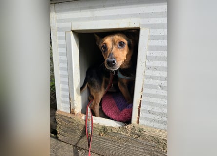 Roger: kleiner Mann in Not