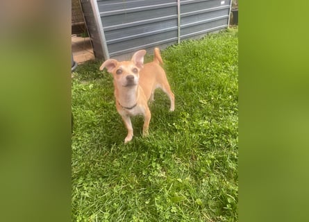 Tarea: einfach nur Zucker