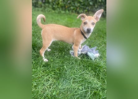 Tarea: einfach nur Zucker