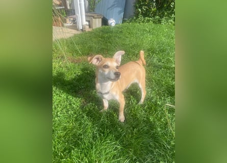 Tarea: einfach nur Zucker