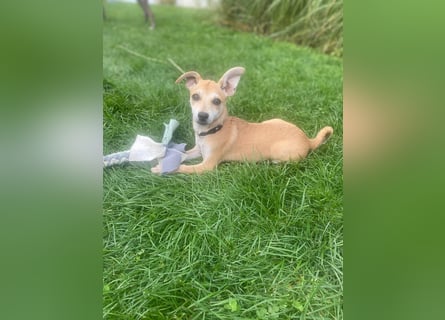 Tarea: einfach nur Zucker