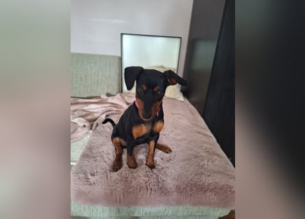 Zwergpinscher Welpen(Reinrassig) suchen ein liebevolles Zuhause