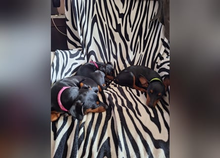 Zwergpinscher Welpen(Reinrassig) suchen ein liebevolles Zuhause