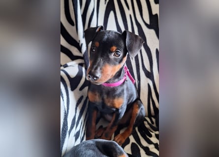 Zwergpinscher Welpen(Reinrassig) suchen ein liebevolles Zuhause