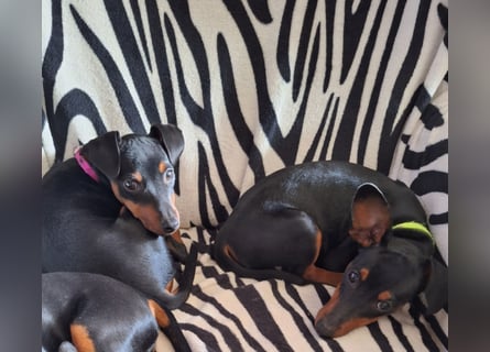 Zwergpinscher Welpen(Reinrassig) suchen ein liebevolles Zuhause