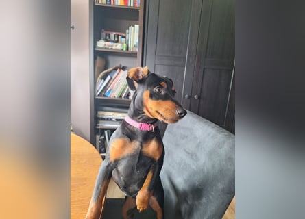Zwergpinscher Welpen(Reinrassig) suchen ein liebevolles Zuhause