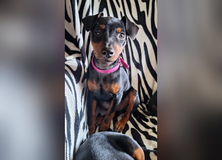 Zwergpinscher Welpen(Reinrassig) suchen ein liebevolles Zuhause