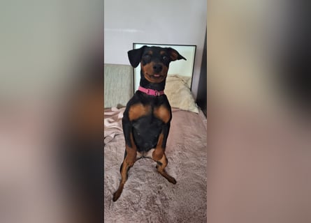 Zwergpinscher Welpen(Reinrassig) suchen ein liebevolles Zuhause