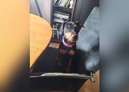 Zwergpinscher Welpen(Reinrassig) suchen ein liebevolles Zuhause